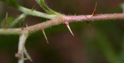 Rubus chaerophyllus (jeżyna świerząbkowata)