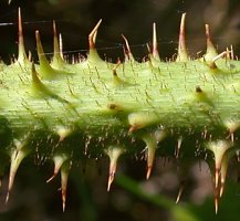 Rubus fabrimontanus