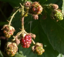 Rubus fabrimontanus