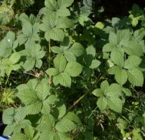 Rubus fasciculatus (jeżyna szarozielona)