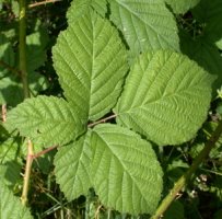 Rubus fasciculatus (jeżyna szarozielona)