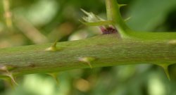 Rubus fasciculatus (jeżyna szarozielona)