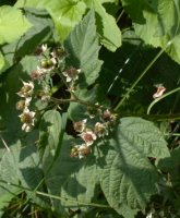 Rubus fasciculatus (jeżyna szarozielona)