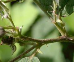 Rubus fasciculatus (jeżyna szarozielona)