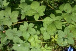 Rubus fasciculatus (jeżyna szarozielona)