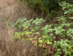 Rubus grabowskii