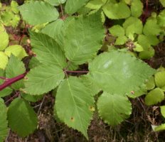 Rubus grabowskii