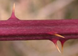 Rubus grabowskii