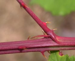 Rubus grabowskii