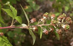 Rubus grabowskii