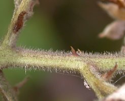 Rubus grabowskii