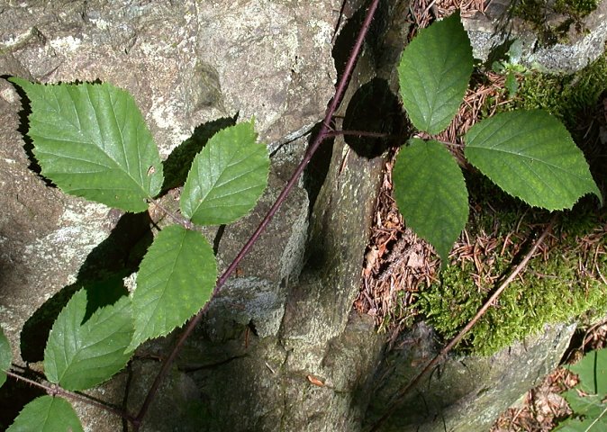 Rubus guentheri (jeżyna Günthera)