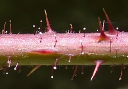 Rubus guentheri (jeżyna Günthera)