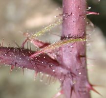 Rubus guentheri (jeżyna Günthera)