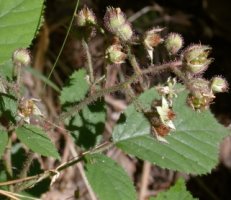 Rubus guentheri (jeżyna Günthera)