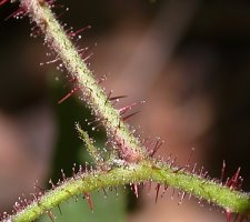 Rubus guentheri (jeżyna Günthera)