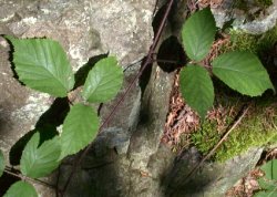 Rubus guentheri (jeżyna Günthera)