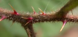 Rubus pyramidalis (jeżyna piramidalna)