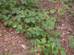 Rubus pyramidalis (jeżyna piramidalna)