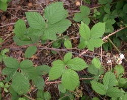 Rubus pyramidalis (jeżyna piramidalna)