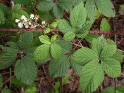 Rubus pyramidalis (jeżyna piramidalna)