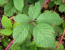 Rubus pyramidalis (jeżyna piramidalna)