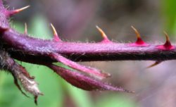 Rubus pyramidalis (jeżyna piramidalna)