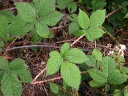 Rubus pyramidalis (jeżyna piramidalna)