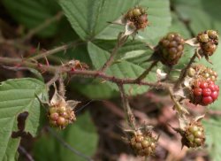 Rubus pyramidalis (jeżyna piramidalna)