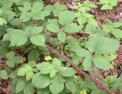 Rubus pyramidalis (jeżyna piramidalna)