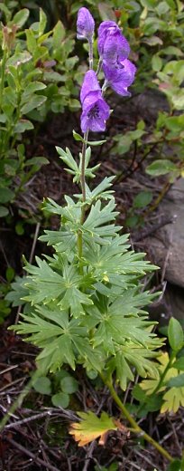 Aconitum bucovinense