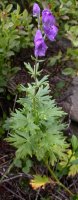 Aconitum bucovinense