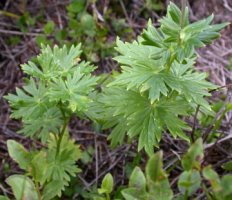 Aconitum bucovinense