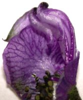 Aconitum bucovinense