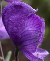 Aconitum bucovinense