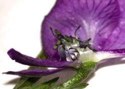 Aconitum ×cammarum (tojad ogrodowy)