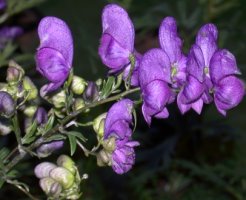 Aconitum ×cammarum (tojad ogrodowy)