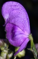 Aconitum ×cammarum (tojad ogrodowy)