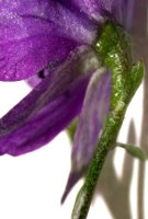 Aconitum ×cammarum (tojad ogrodowy)