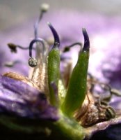 Aconitum ×cammarum (tojad ogrodowy)