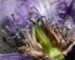 Aconitum ×cammarum (tojad ogrodowy)