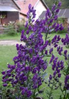 Aconitum ×cammarum (tojad ogrodowy)