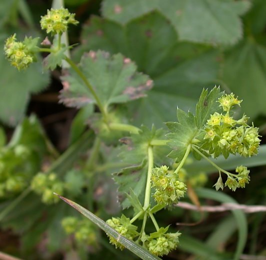 Alchemilla acutiloba