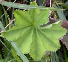 Alchemilla acutiloba