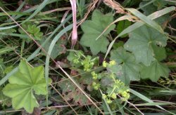 Alchemilla acutiloba