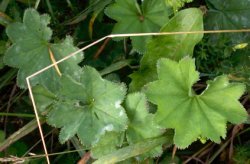 Alchemilla acutiloba