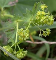 Alchemilla acutiloba