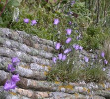 Campanula polymorpha