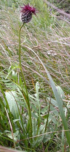 Centaurea kotschyana (chaber Kotschyego)