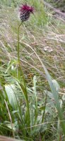 Centaurea kotschyana (chaber Kotschyego)